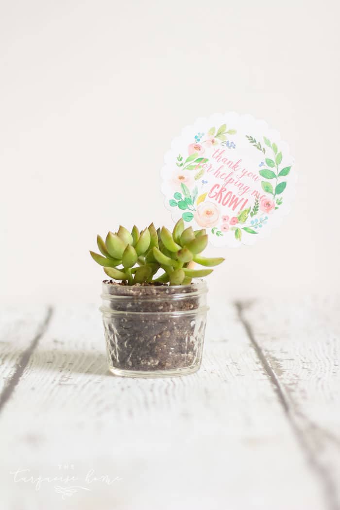 Love this! So simple and easy!! This succulent plant is just one of the teacher gift ideas for Teacher Appreciation and Mother's Day with free printable.