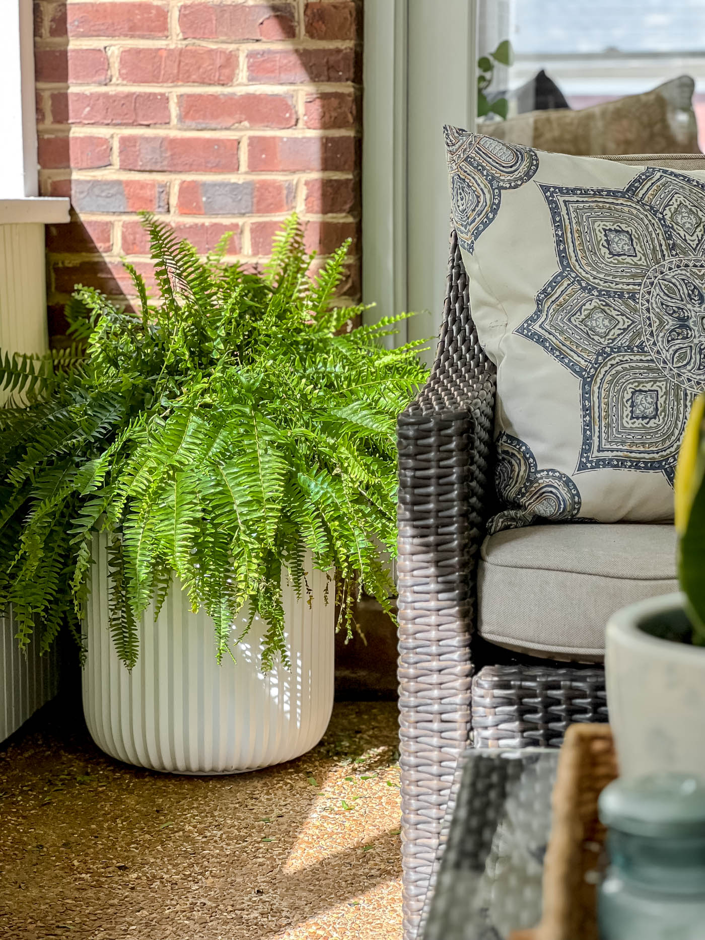 large Boston fan in a modern white planter on a back porch.