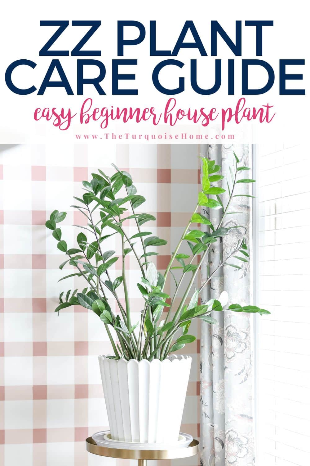 ZZ Plant care guide.