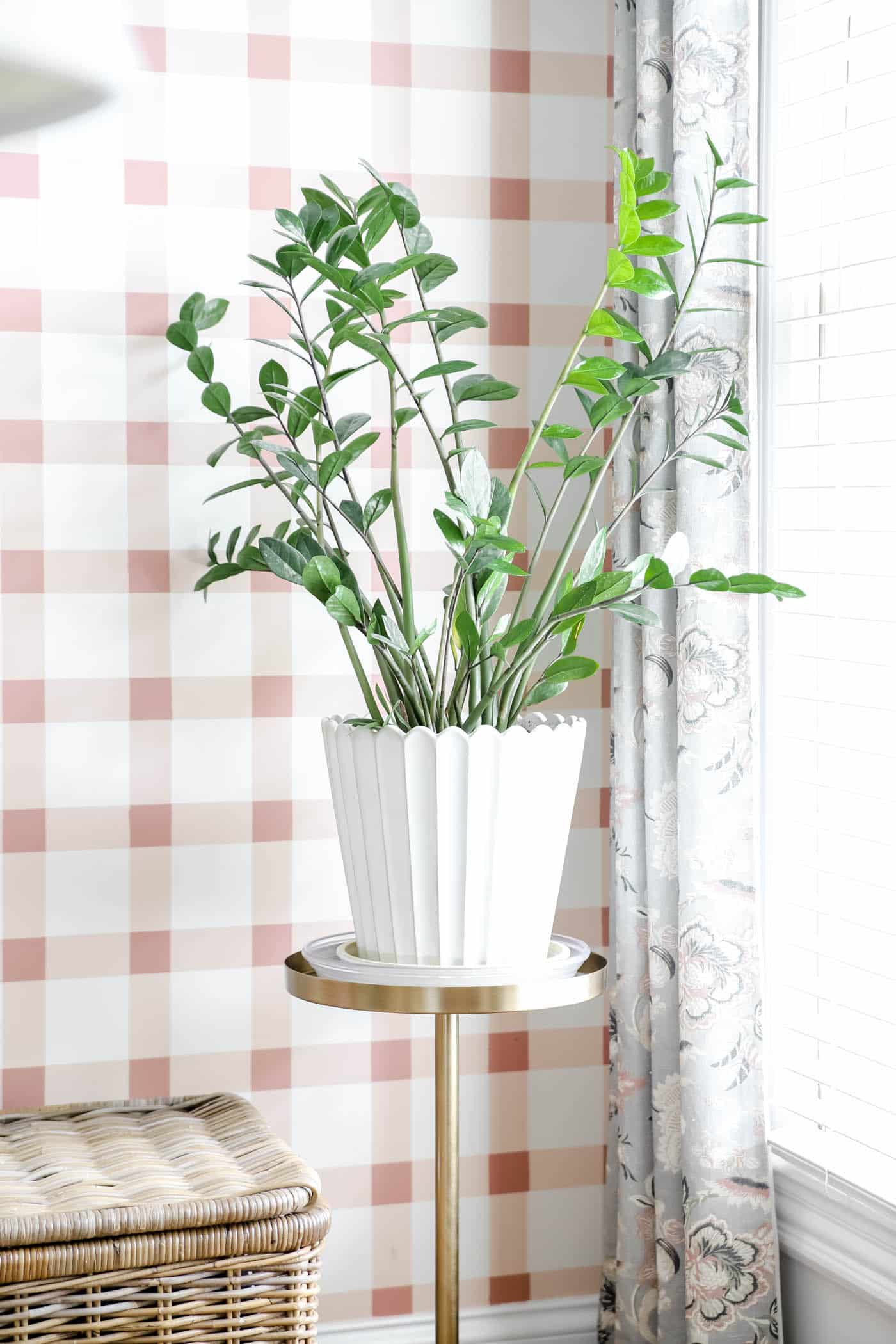 ZZ plant in a scalloped plant with a plaid pink and white wall behind it.