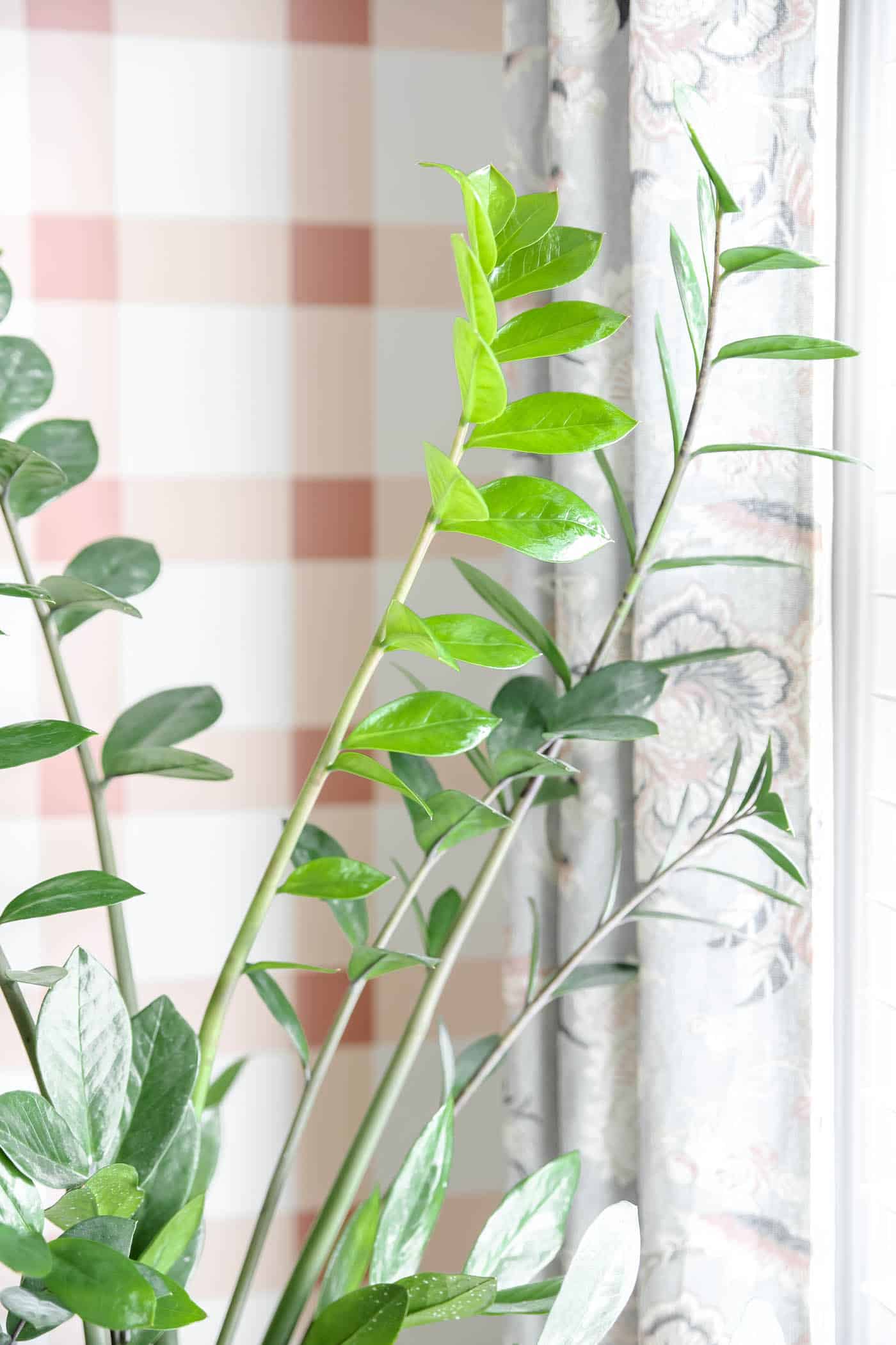 ZZ plant leaves on the stem.
