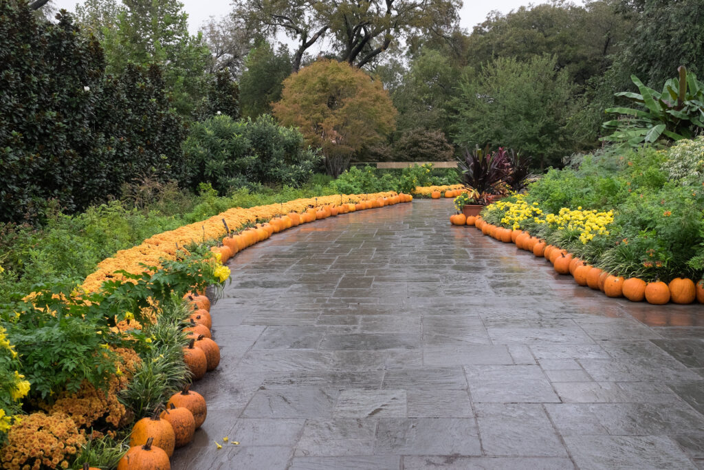 walkway lined with pumpkins.