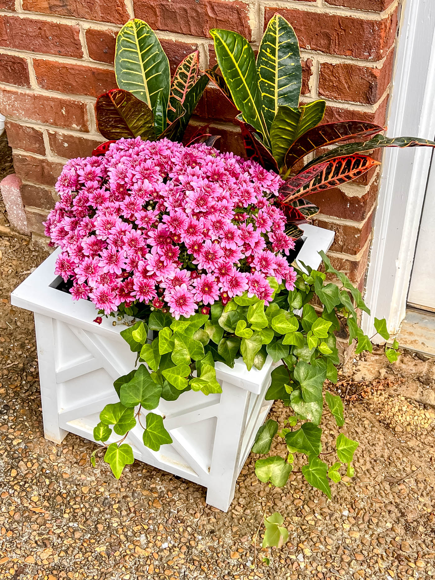 Fall planter with croton, mum and english ivy.