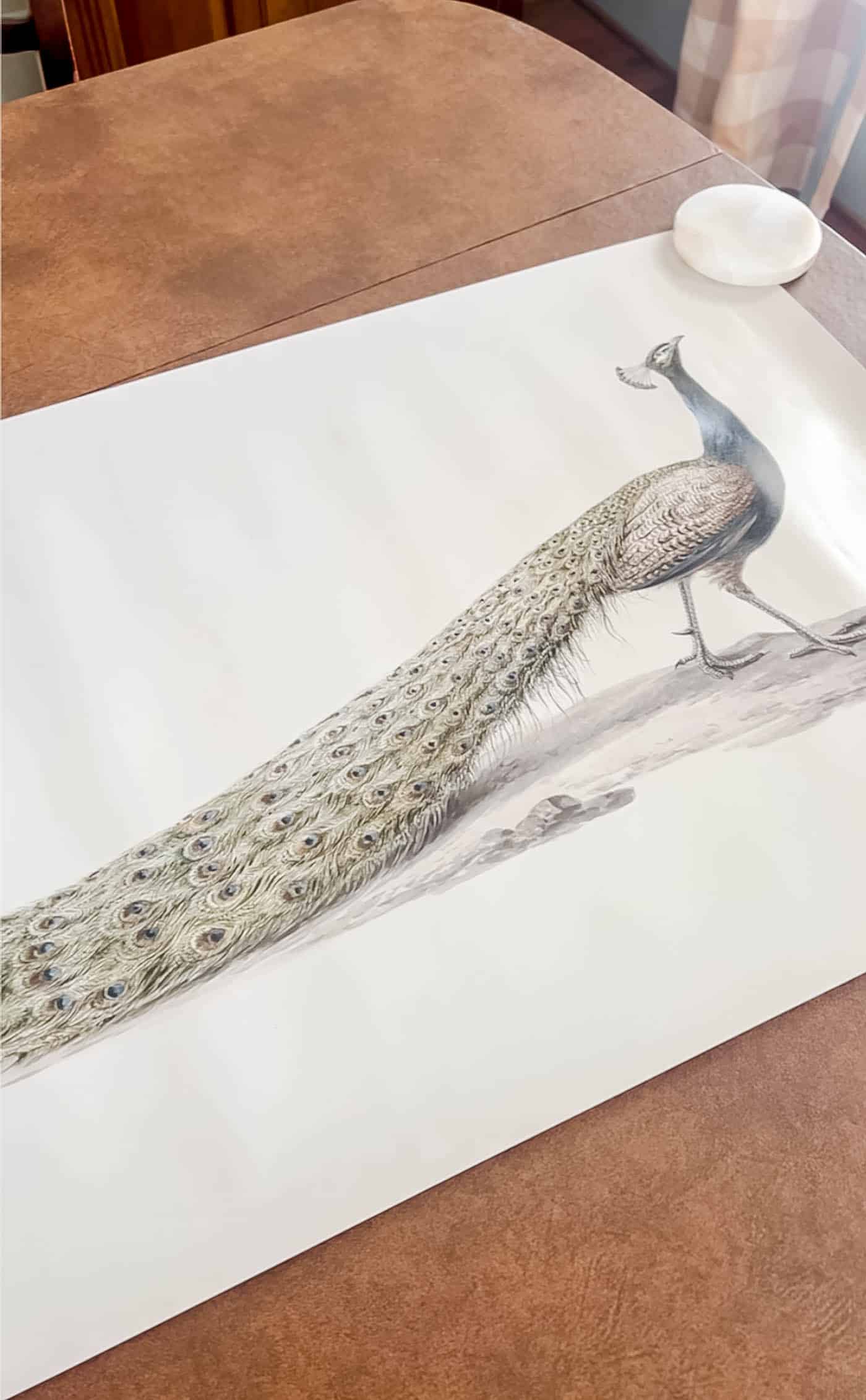 peacock art print