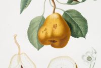 Download Free Vintage Botanical Prints