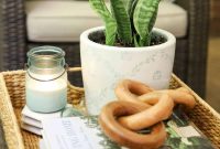 How to Care for Snake Plants: Light, Watering and Troubleshooting