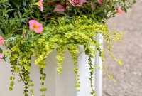 Creeping Jenny: Planting and Care Guide (Lysimachia nummularia)