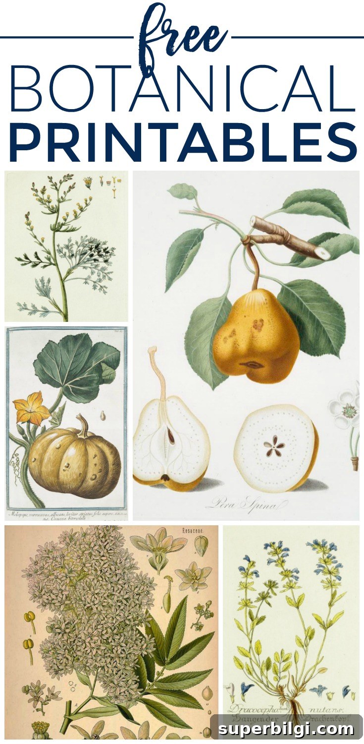 Download Free Vintage Botanical Prints 2 Free Botanical Illustration Printables. 8