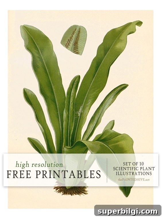 Download Free Vintage Botanical Prints 6 10 Scientific Plant Illustrations from The Painted Hive.
