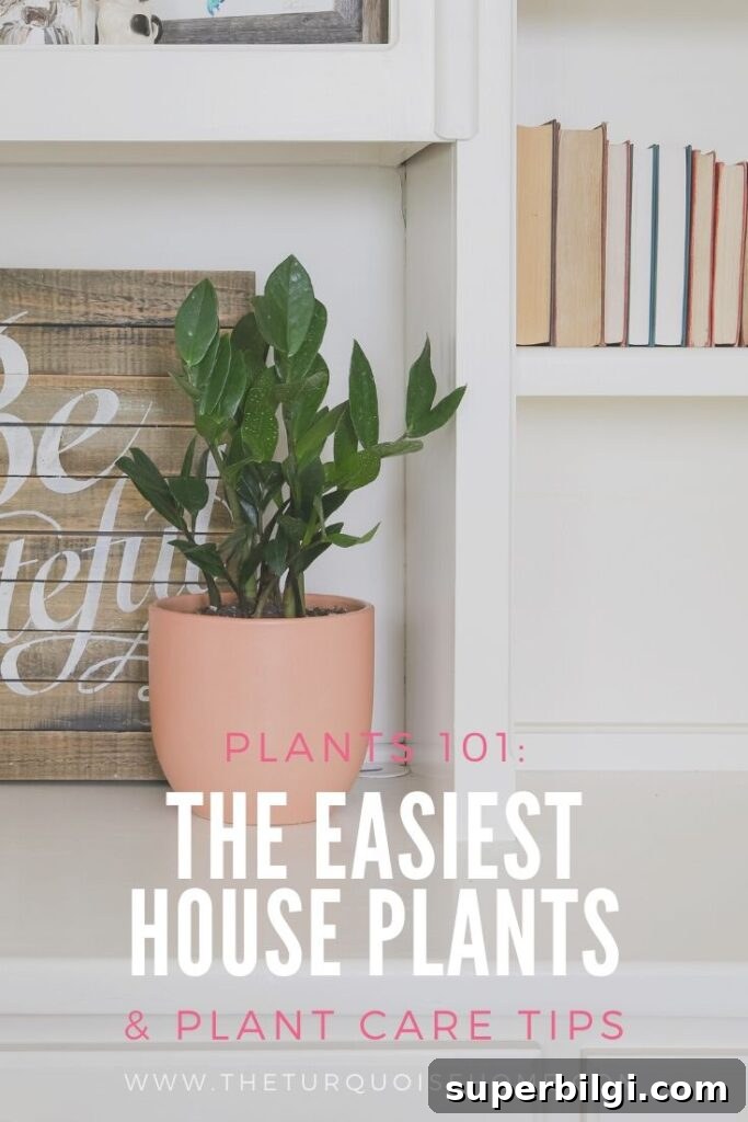 3 Low-Maintenance Houseplants for Beginners and Indoor Care Tips 2 easiest house plants