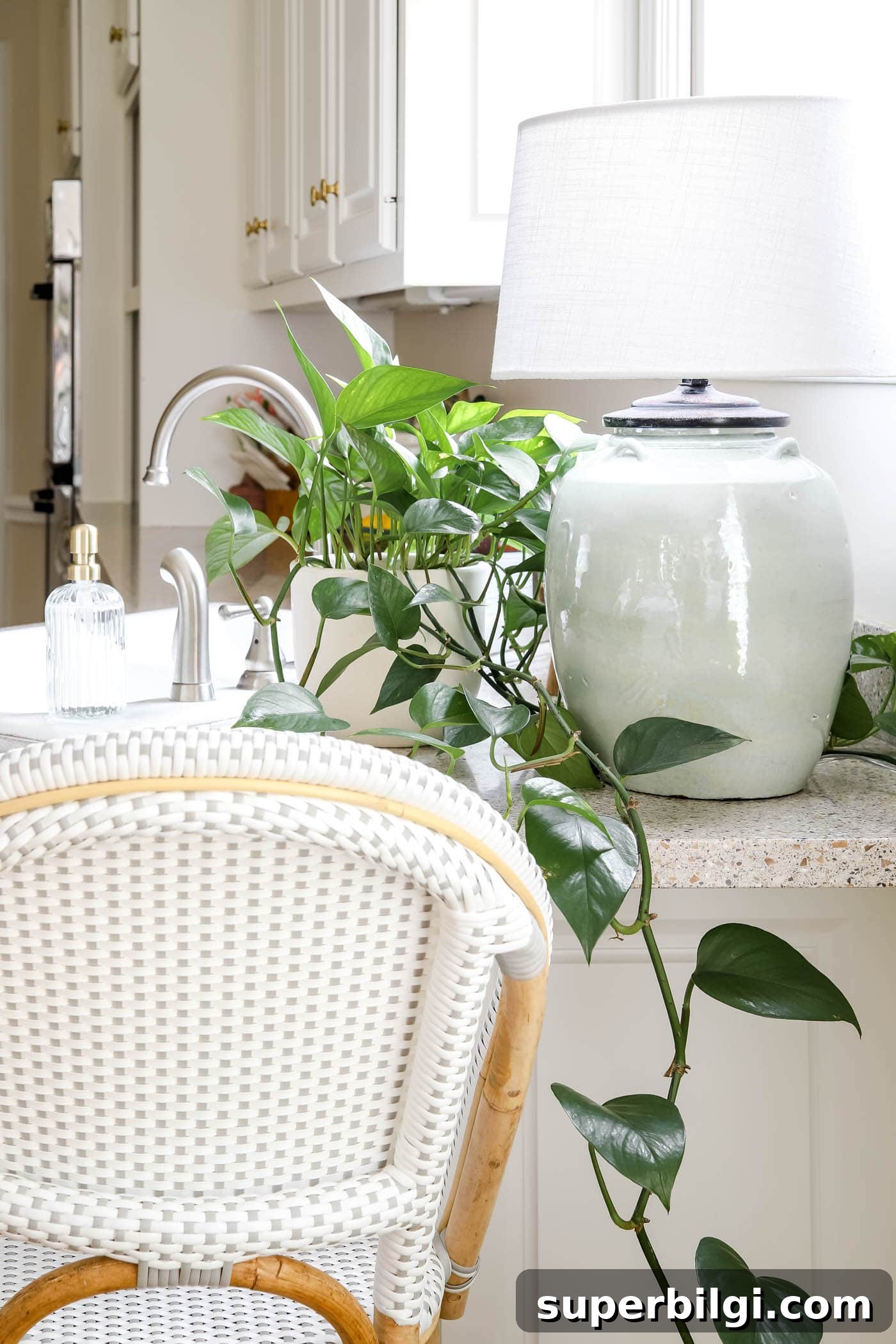 3 Low-Maintenance Houseplants for Beginners and Indoor Care Tips 3 Pothos Plant on Kitchen Counter Decor