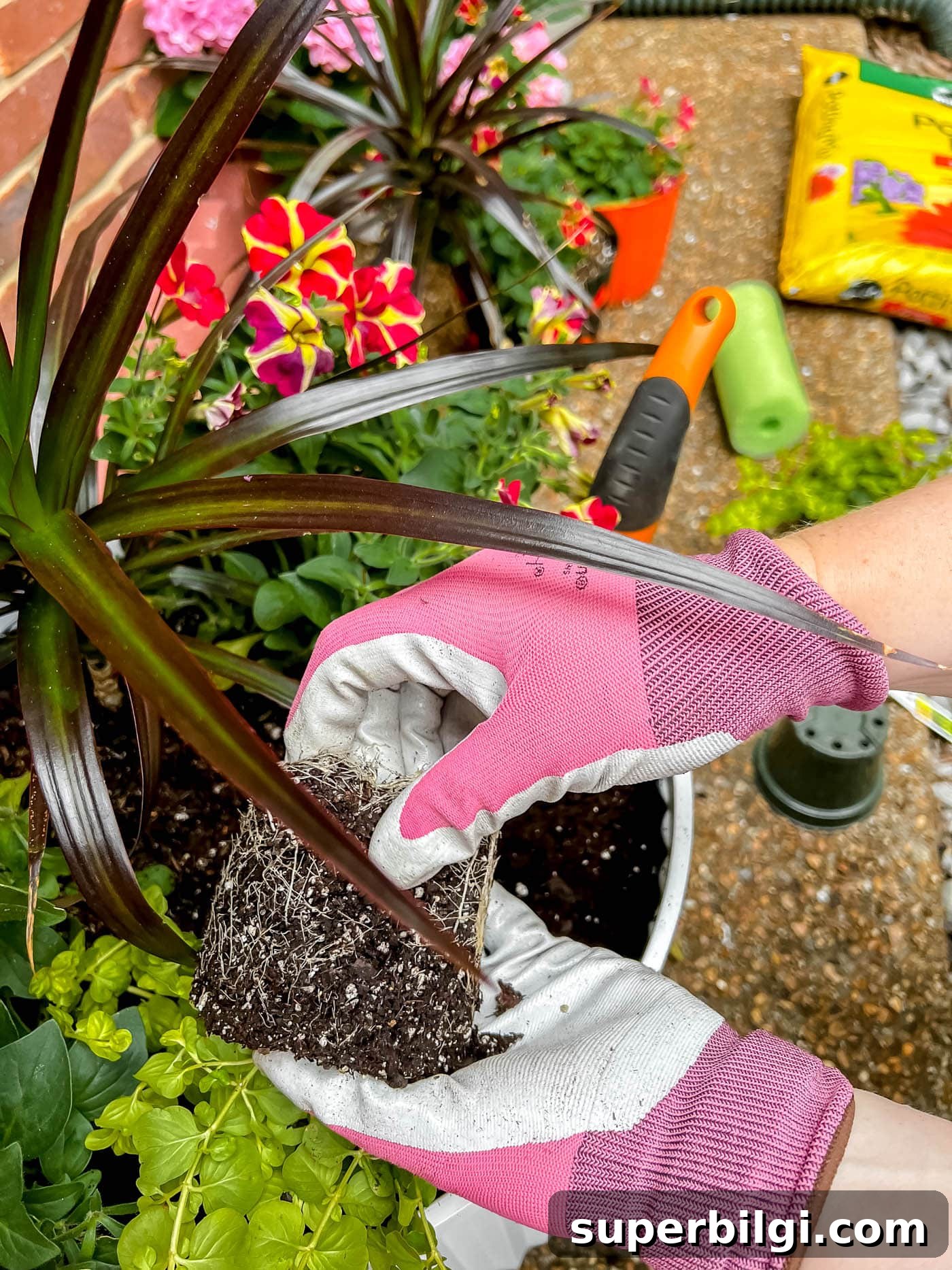 How to Plant Flowers in Pots, Planters and Containers 9 Gently loosen the root ball of the plant