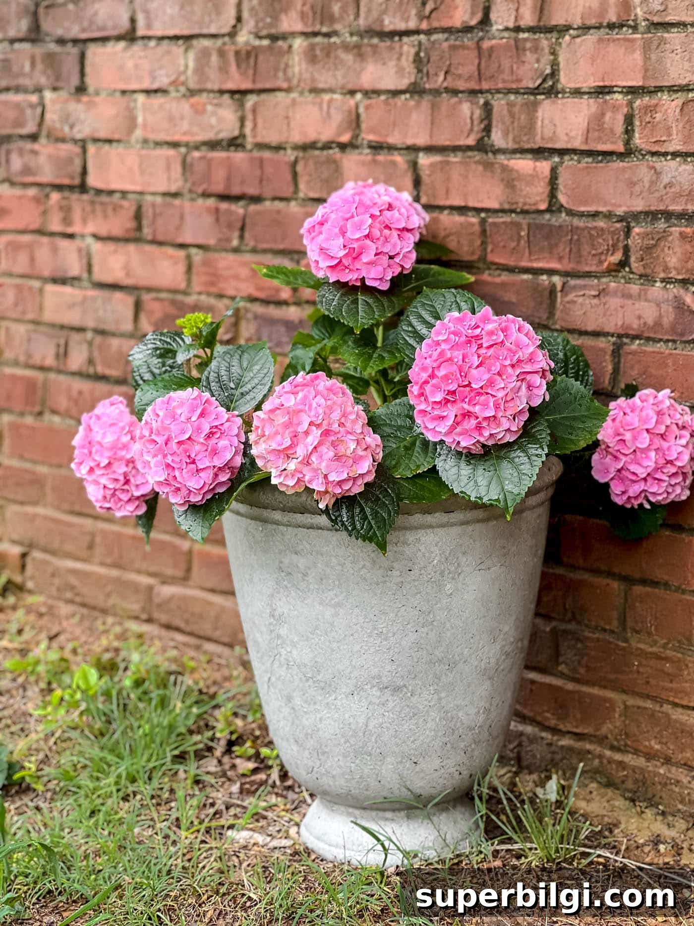 How to Plant Flowers in Pots, Planters and Containers 4 Planter with hydrangea flowers