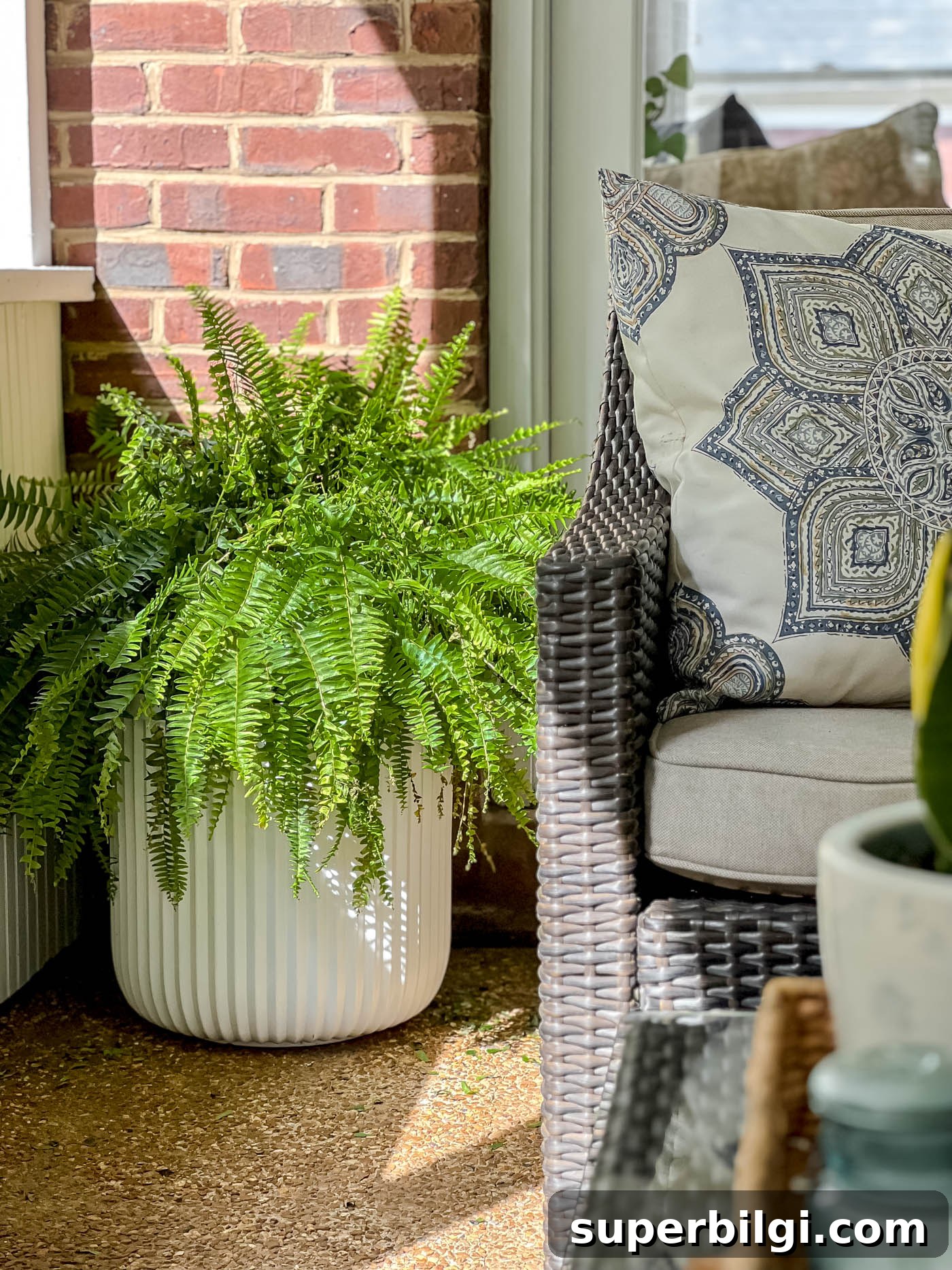 How to Plant Flowers in Pots, Planters and Containers 5 large Boston fan in a modern white planter on a back porch.