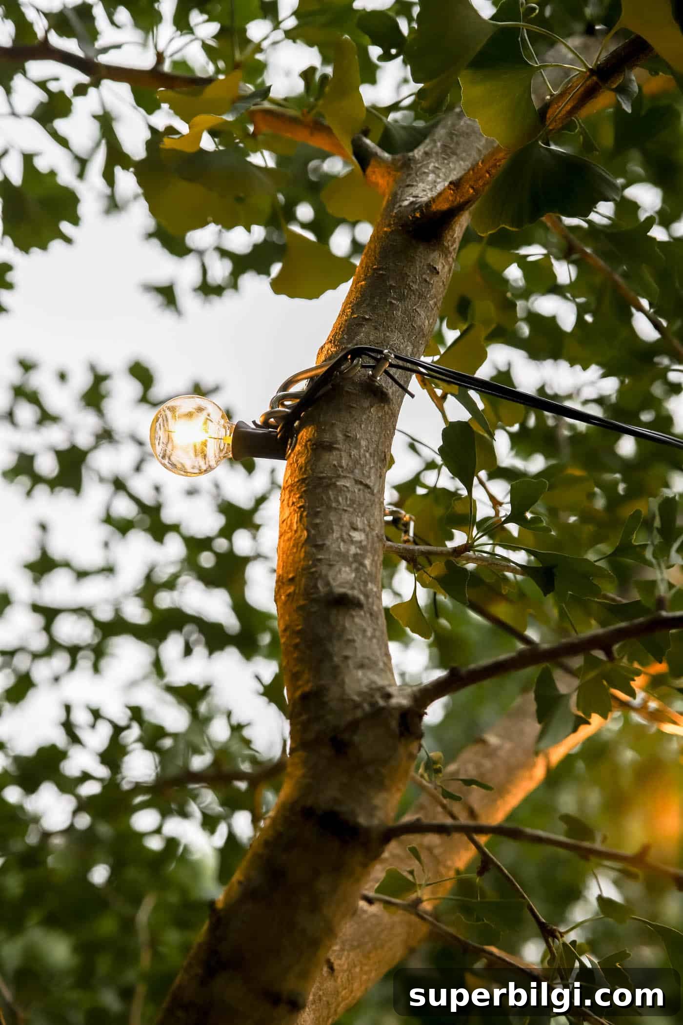Hang Outdoor String Lights: DIY Patio and Backyard Tips 13 string lights attached to a tree branch.