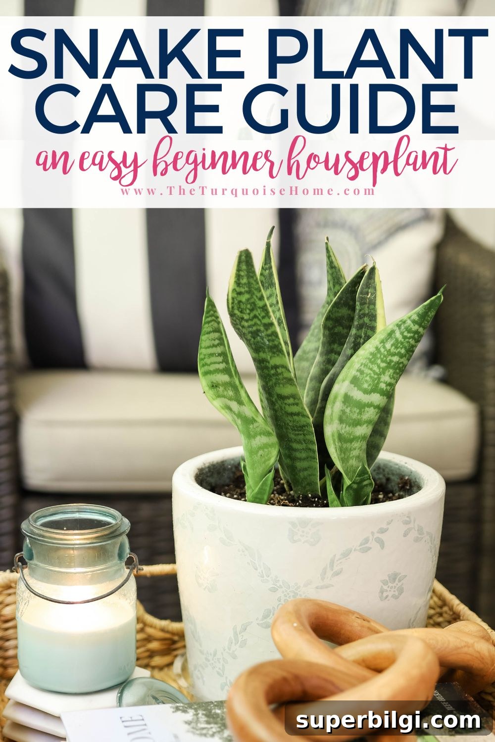 How to Care for Snake Plants: Light, Watering and Troubleshooting 2 Snake Plant Care Guide