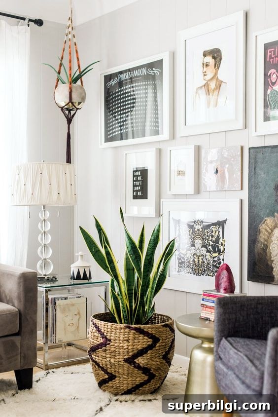 How to Care for Snake Plants: Light, Watering and Troubleshooting 3 snake plant in a woven basket in a living room with gallery wall.