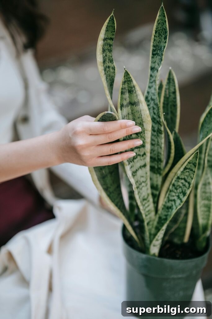 How to Care for Snake Plants: Light, Watering and Troubleshooting 6 woman touching a snake plant's leaves.