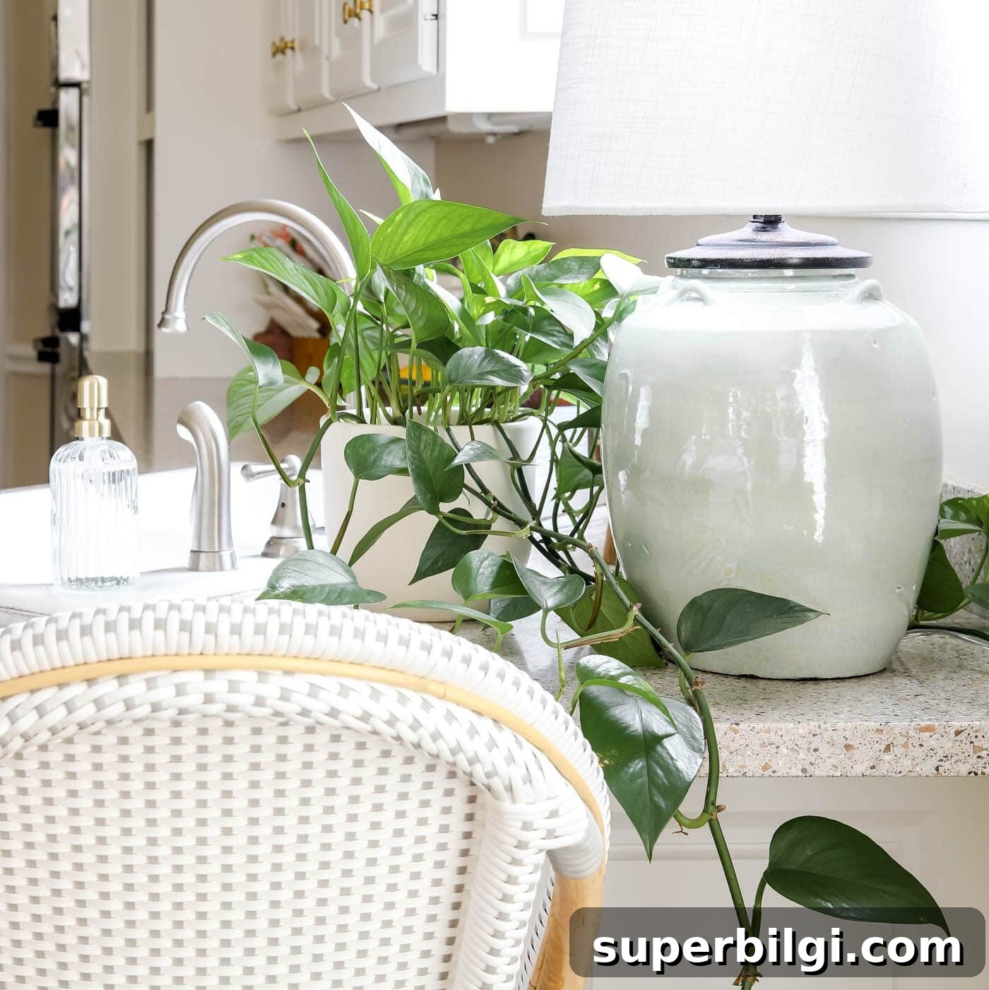 Pothos Plant on Kitchen Counter Decor