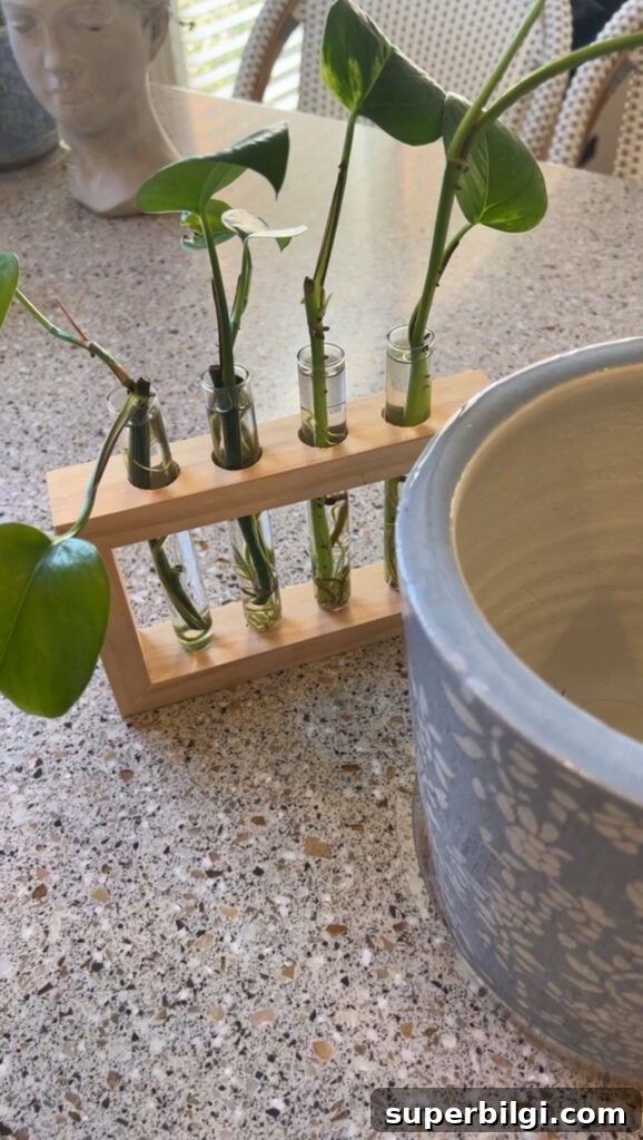 how to propagate a pothos plant