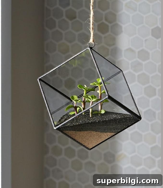 How to Get Rid of Fungus Gnats in Houseplants 13 Sandy Soil Cover to combat gnats