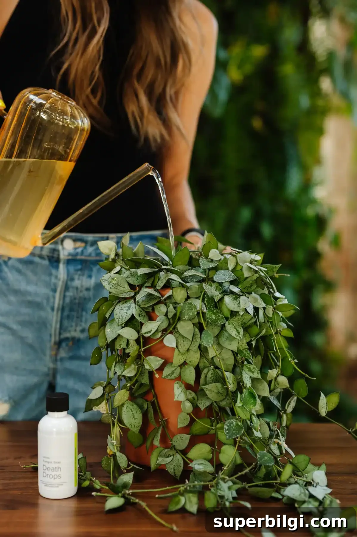 How to Get Rid of Fungus Gnats in Houseplants 7 fungus gnat treatment drops