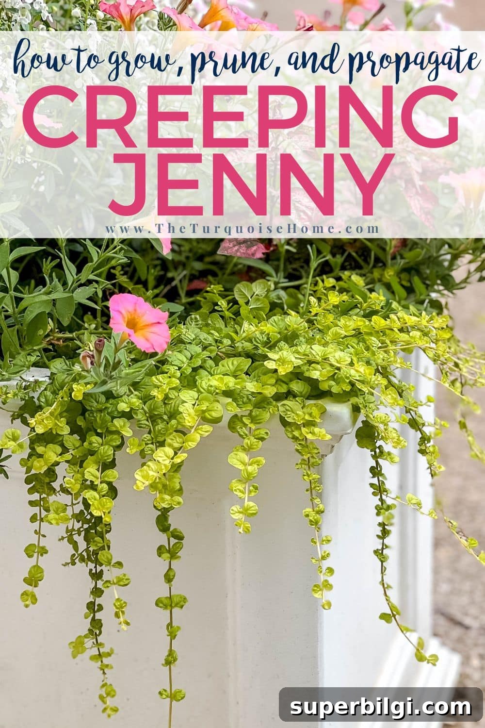 Creeping Jenny: Planting and Care Guide (Lysimachia nummularia) 2 how to grow creeping Jenny