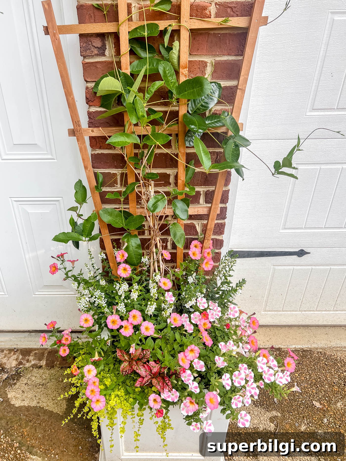 Creeping Jenny: Planting and Care Guide (Lysimachia nummularia) 5 creeping Jenny in a container garden