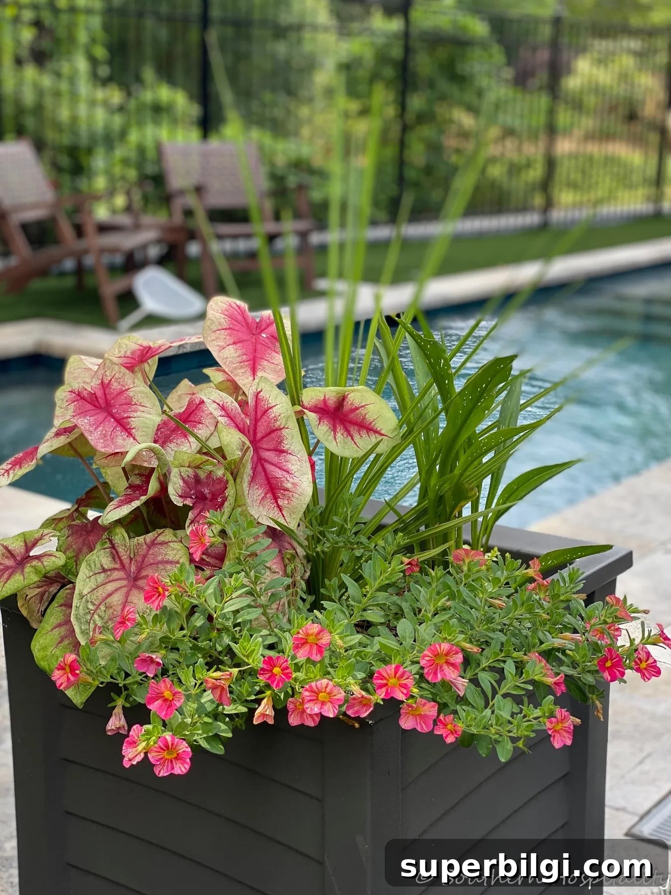 Our Backyard Pool One Year Later from Southern Hospitality
