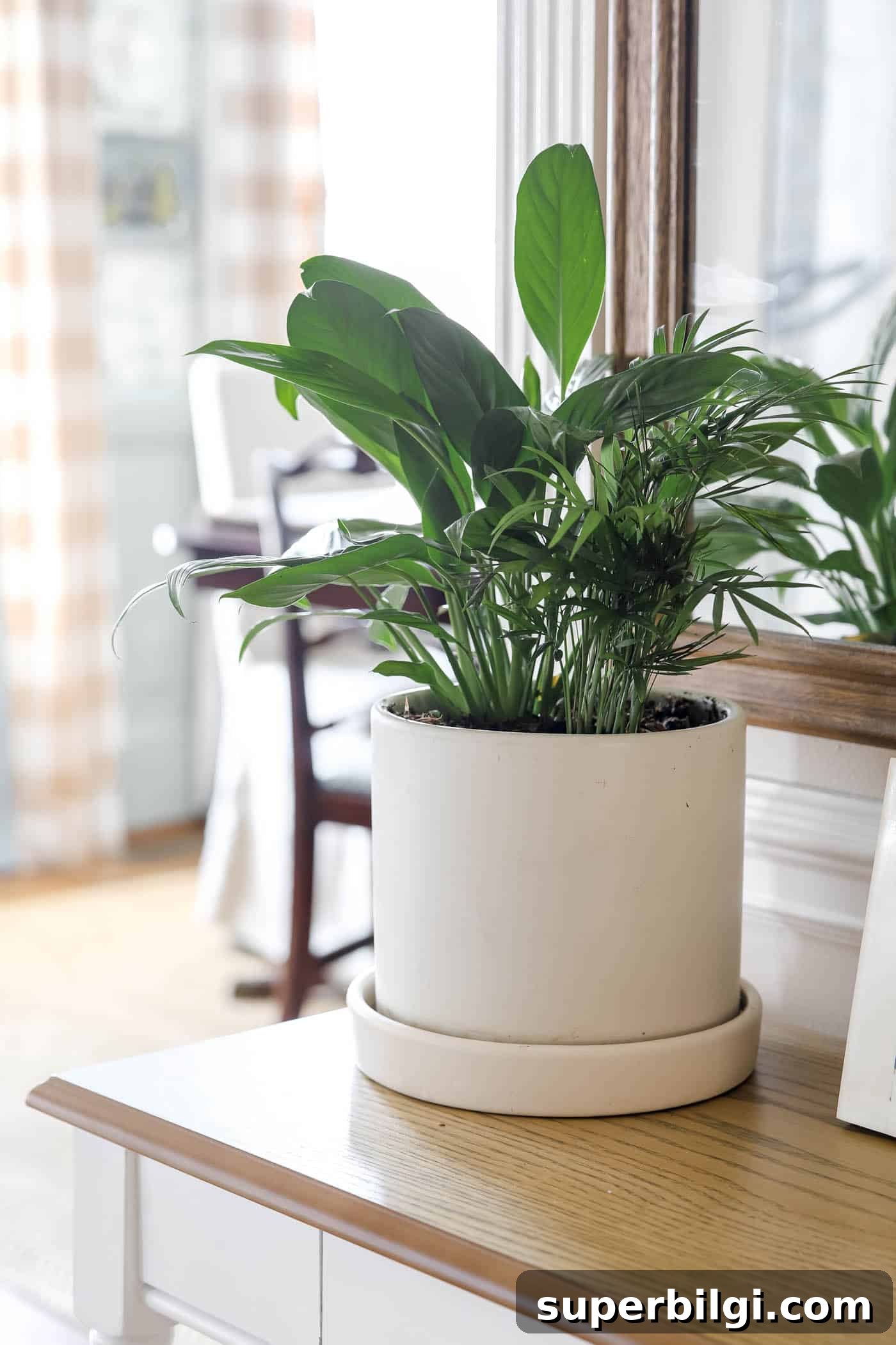 Bring real plants indoors for the winter to bring life to every corner of your home.